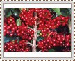 Plody kávovníku arabského (Coffea arabica)