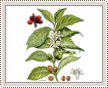 Coffea Arabica - Kávovník arabský